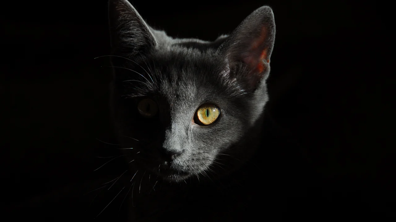 ai cat dance video：猫咪跳舞概念使用的参考猫照，非生成视频